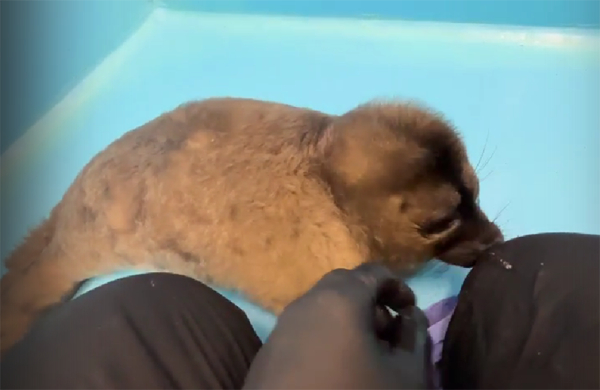 Спасенная на Ладоге самка нерпы требует общения и не спешит линят