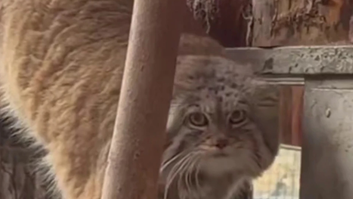 Ленинградский зоопарк показал развитие отношений манулов Пепе и Шу