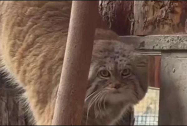 Ленинградский зоопарк показал развитие отношений манулов Пепе и Шу