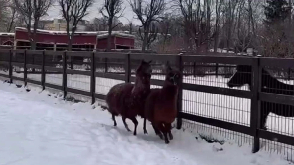 Альпаки Сушка и Гренка в ленинградском зоопарке отпраздновали переезд в новый вольер