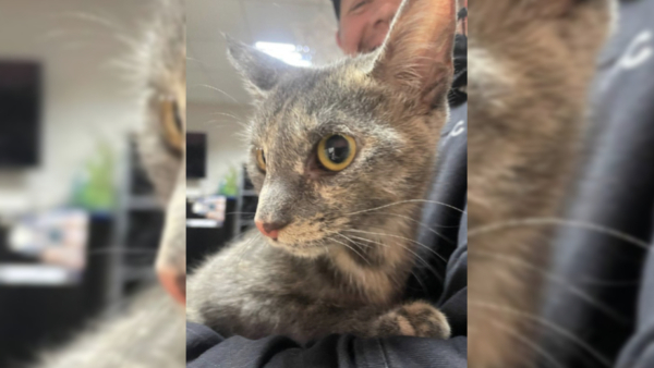 В Петербурге водитель мусоровоза нашел кошку в выброшенном диване