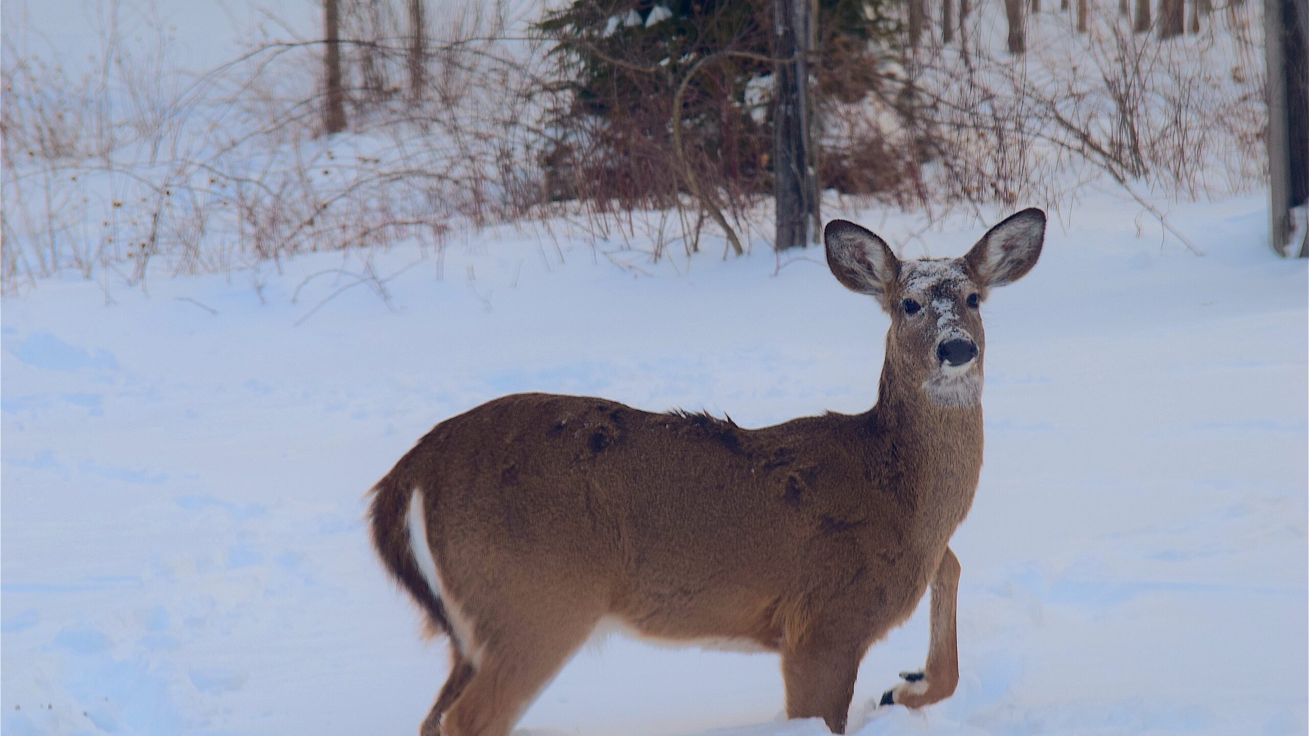 В Петербурге предложили «выдавать» генетические паспорта северным оленям