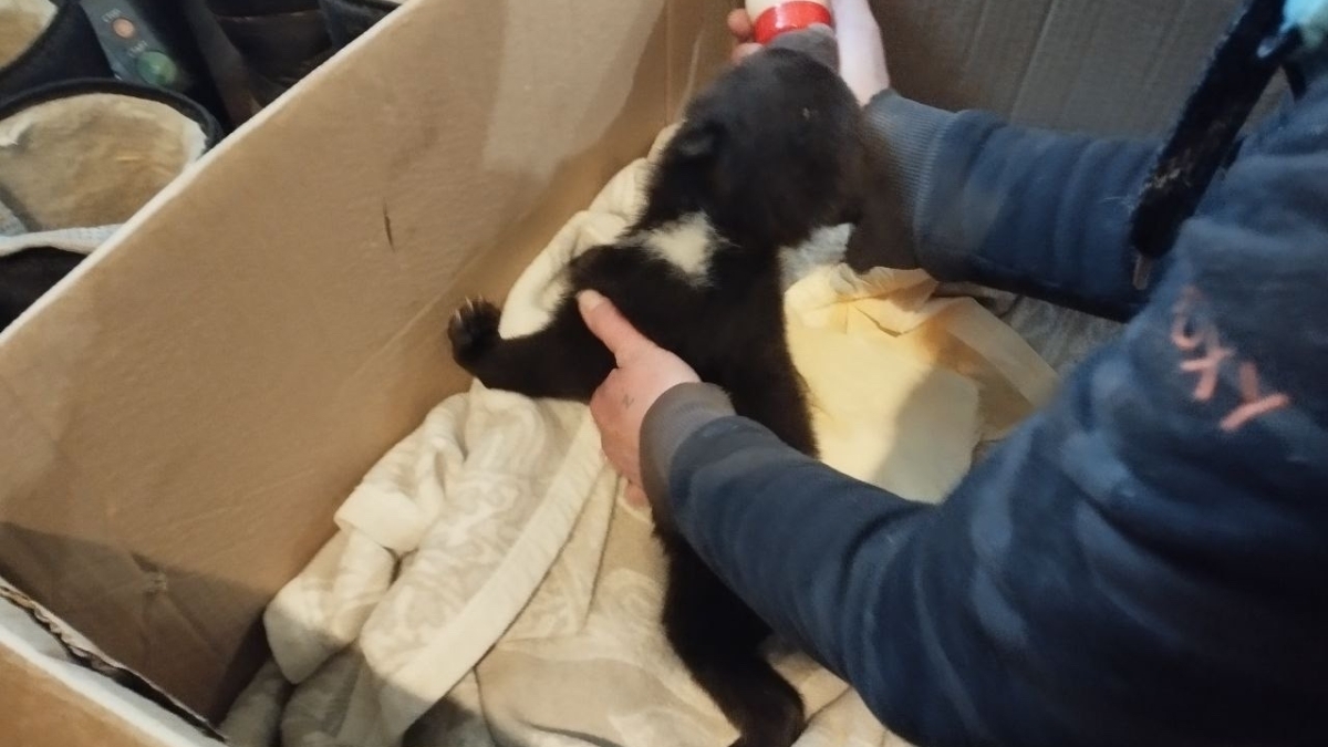 В Ленобласти у центра «Велес» оставили медвежонка