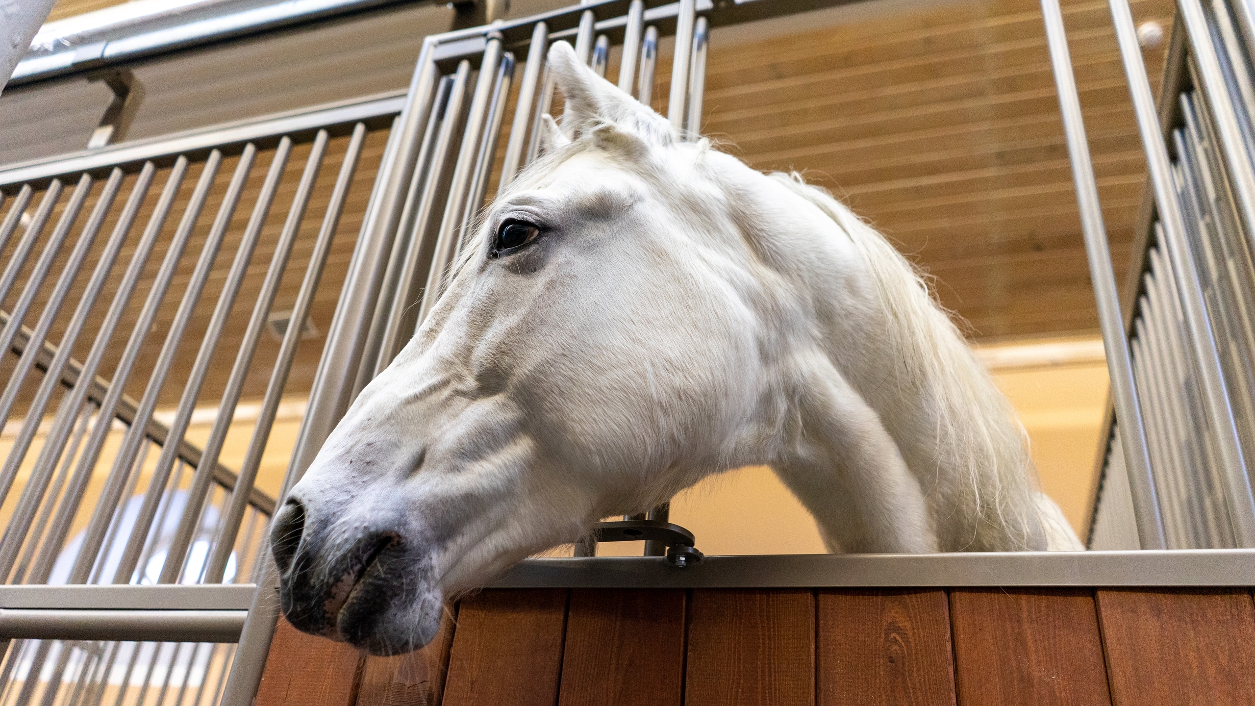 В Петербурге после реставрации откроют историческую конюшню императорских лошадей