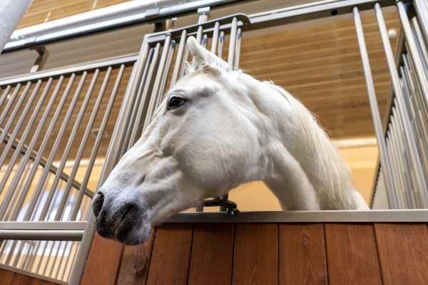 В Петербурге после реставрации откроют историческую конюшню императорских лошадей