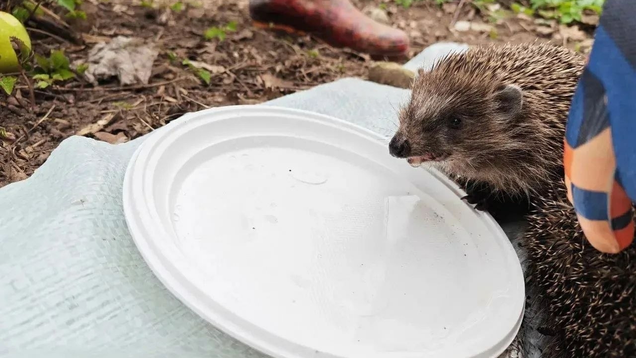 Сотрудники Ленобласти вытащили ежей из бетонной ловушки