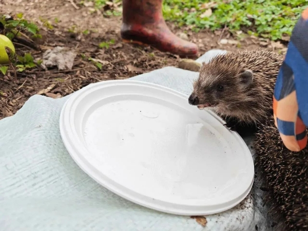 Сотрудники Ленобласти вытащили ежей из бетонной ловушки