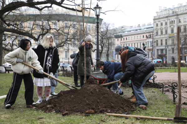 В центре Петербурга высадят более 400 деревьев
