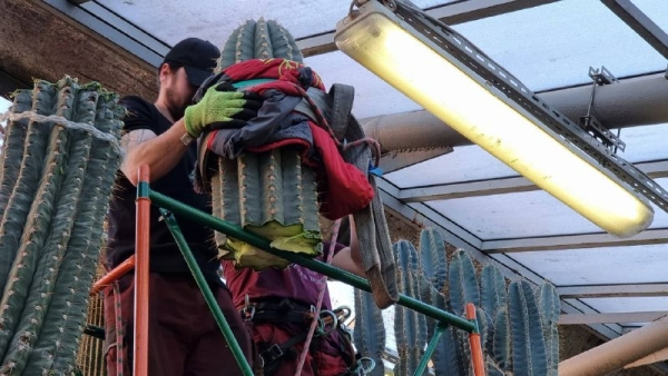 В Петербурге 94-летнему кактусу не дали «вскрыть» потолок ботанического сада