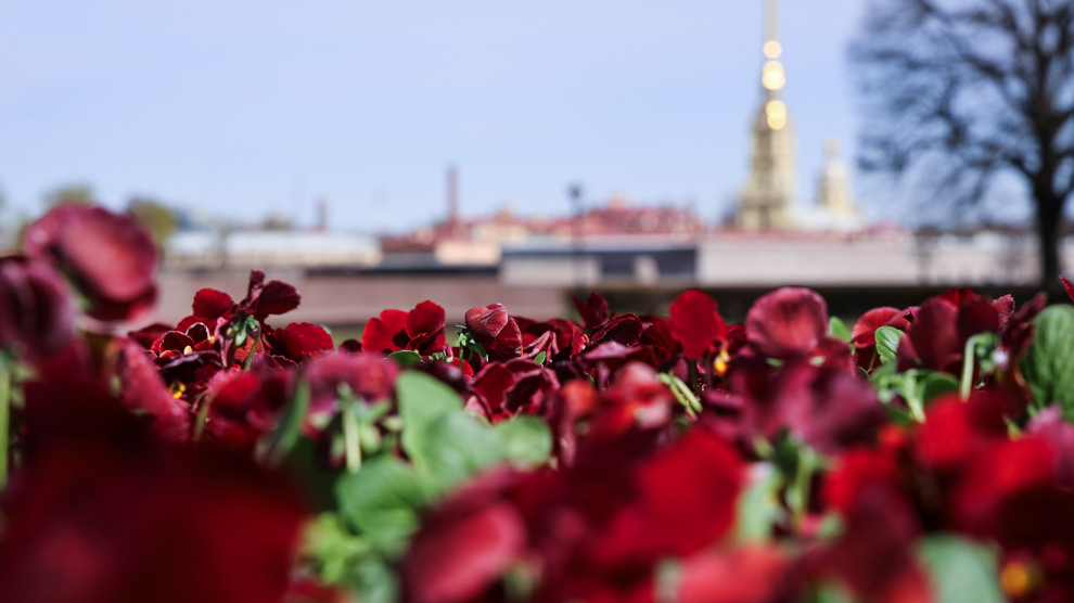 У Пискаревского кладбища посадят более 16 тысяч виол ко Дню Победы