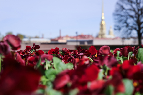 На Пискаревском кладбище посадят более 16 тысяч виол ко Дню Победы