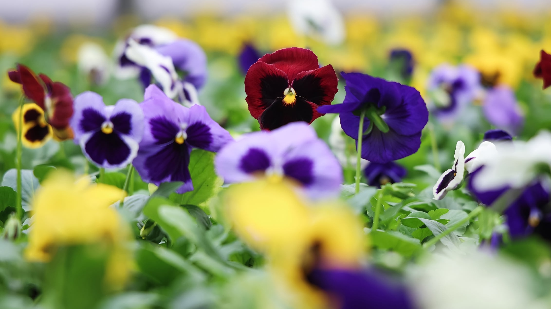 В оранжереях Петербурга закаливают виолу перед посадкой