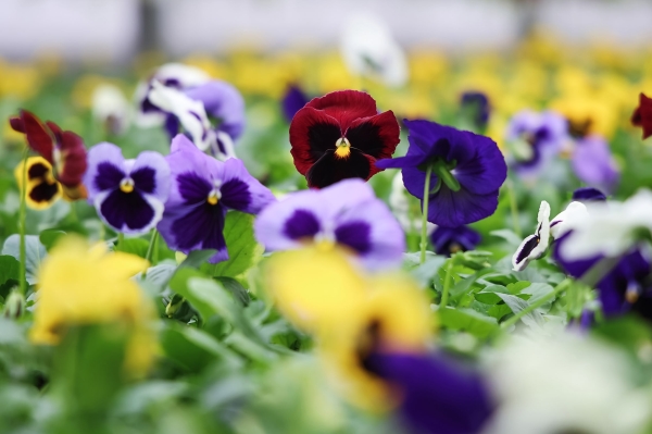 В оранжереях Петербурга закаливают виолу перед посадкой