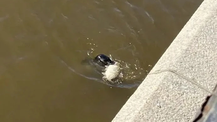 Тюлень в центре Петербурга поймал большую рыбу
