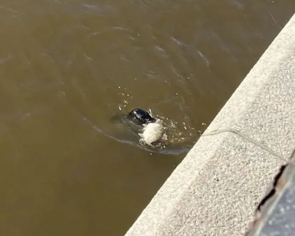 Тюлень в центре Петербурга поймал большую рыбу