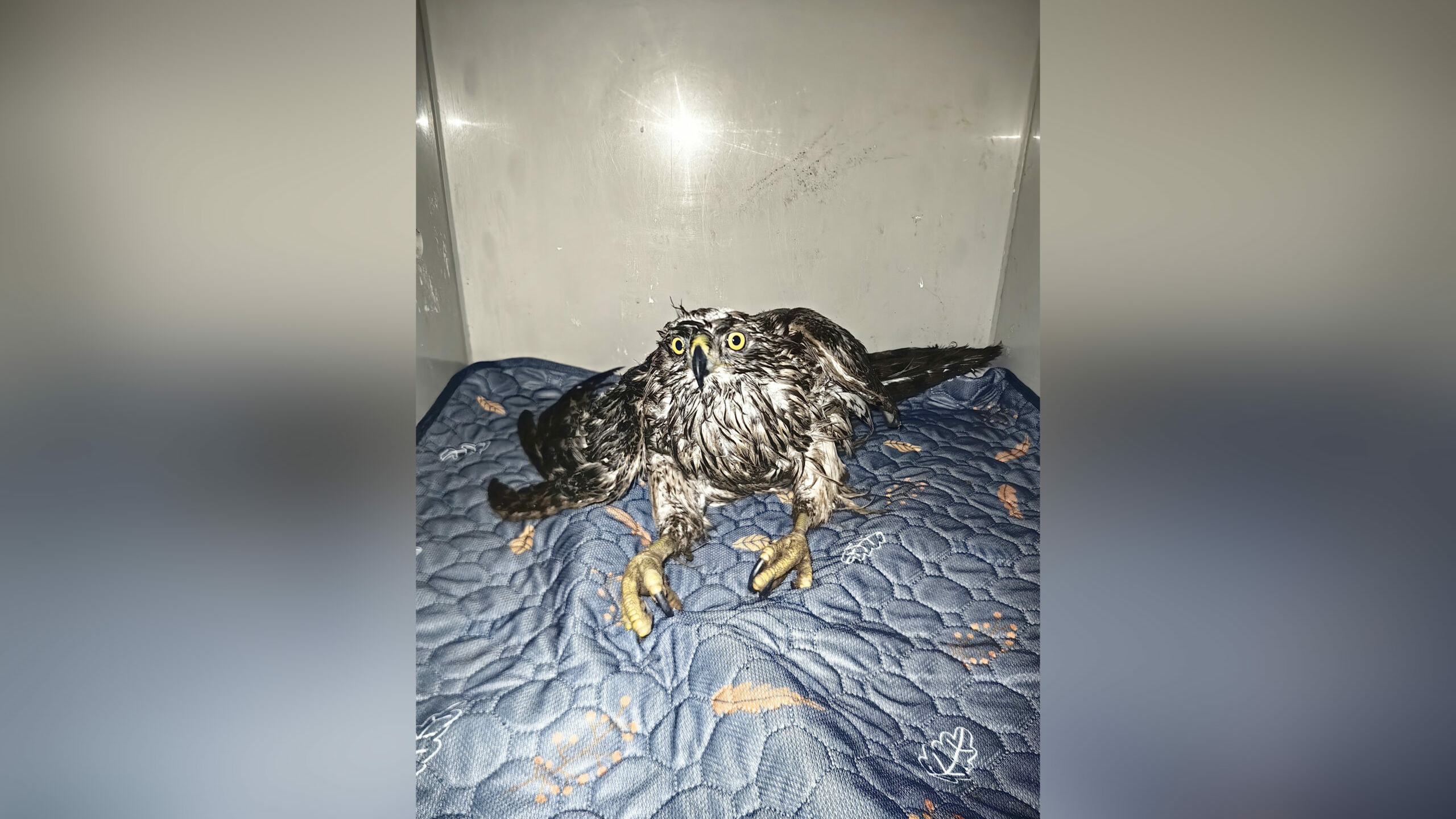 Попытка поймать курицу обернулась для ястреба переломом крыла