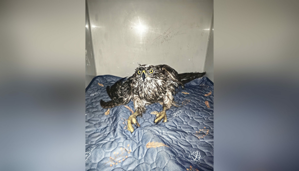 Попытка поймать курицу обернулась для ястреба переломом крыла