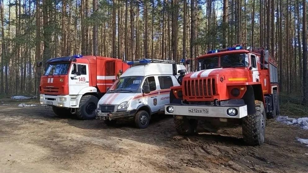 В ленинградских лесах вступает в силу особый режим