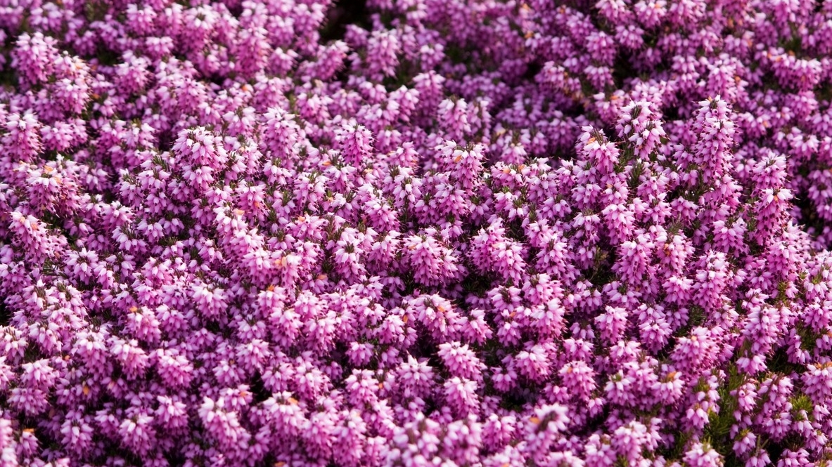 Букет сирени в городских скверах может обернуться штрафом или арестом