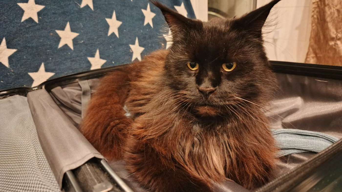 Отели Петербурга будут принимать постояльцев с питомцами