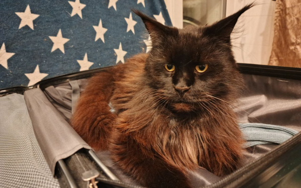 В Госдуме предложили ввести налоговый вычет за лечение питомцев