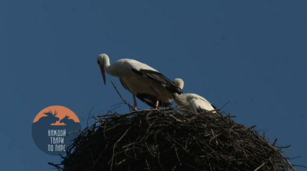 В Ленобласти заметили первых аистов после зимовки