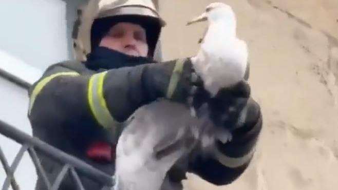 Чайка застряла в балконе и получила травму в Петербурге