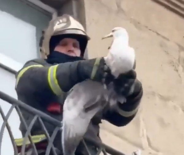 Чайка застряла в балконе и получила травму в Петербурге