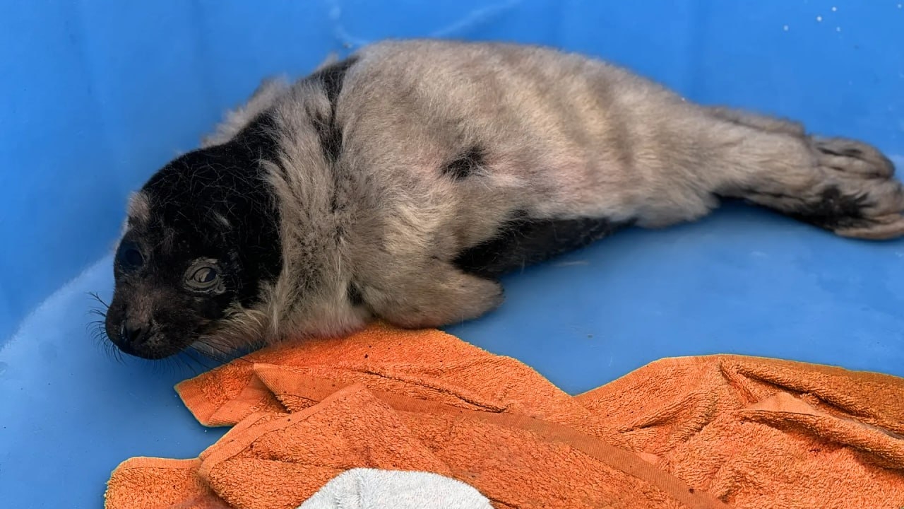 Три детеныша нерпы проходят лечение под Петербургом