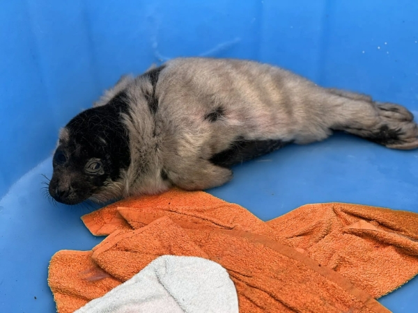 Три детеныша нерпы проходят лечение под Петербургом