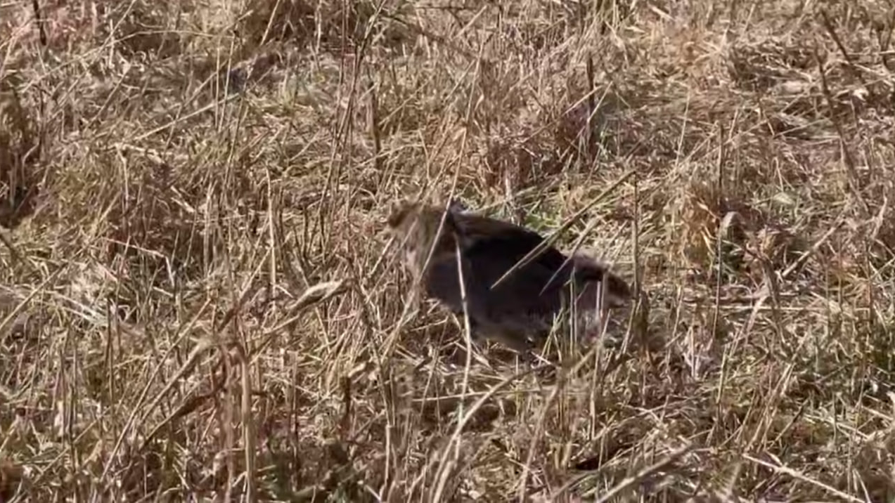 В Ленобласти восстановили популяцию редких куропаток