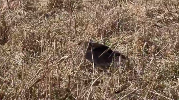 В Ленобласти восстановили популяцию редких куропаток