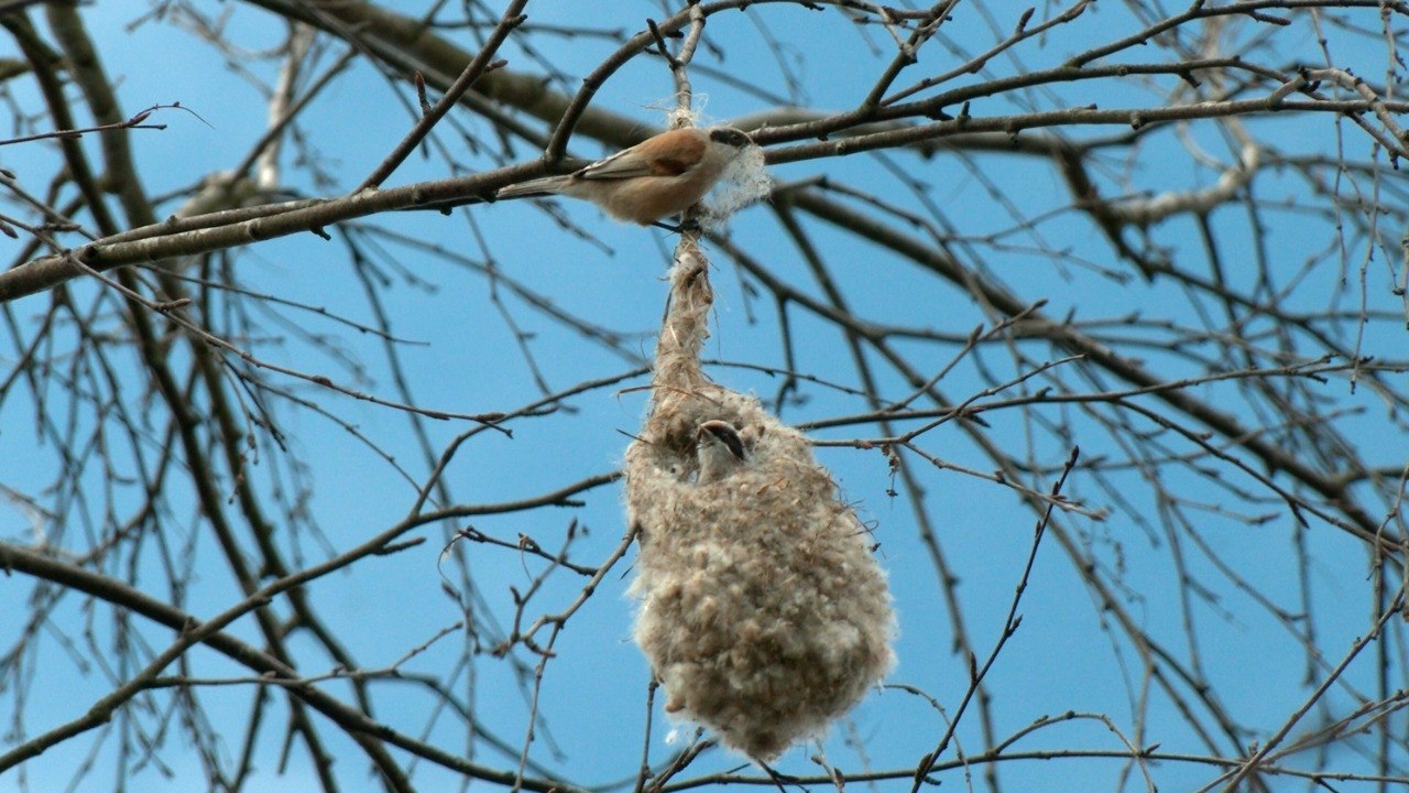 На деревьях Петербурга заметили гнезда в форме варежек