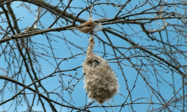 На деревьях Петербурга заметили гнезда в форме варежек
