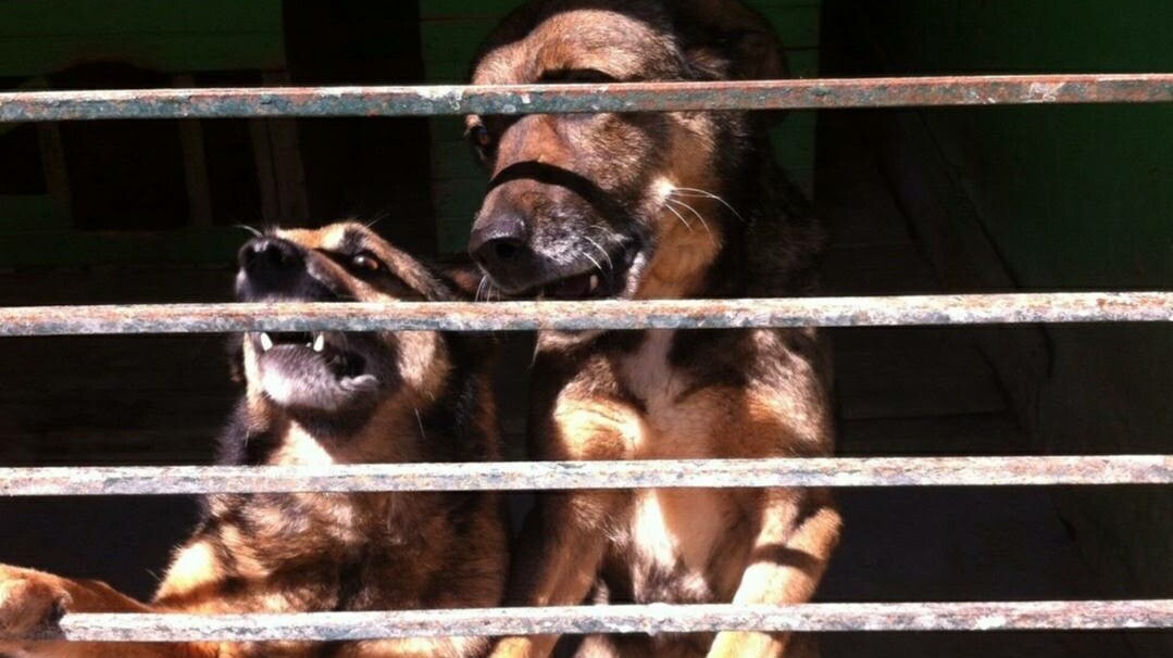 Власти Петербурга выделят около 7 млн рублей на помощь приютам для бездомных животных