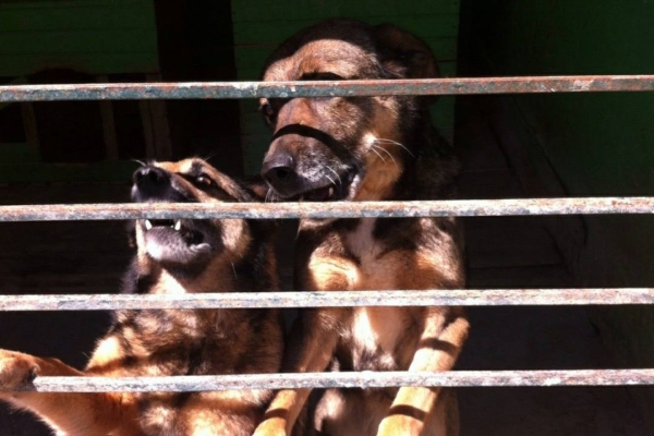 Власти Петербурга выделят около 7 млн рублей на помощь приютам для бездомных животных