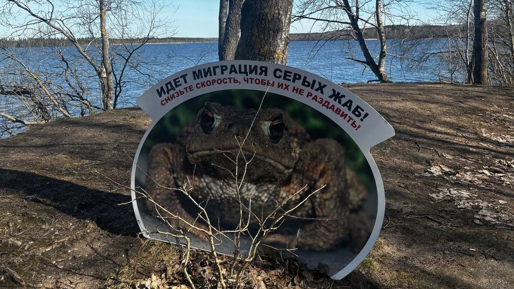 После потепления в Петербурге стартовала акция по переносу жаб