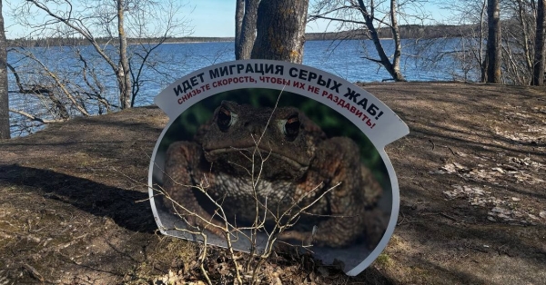 После потепления в Петербурге стартовала акция по переносу жаб