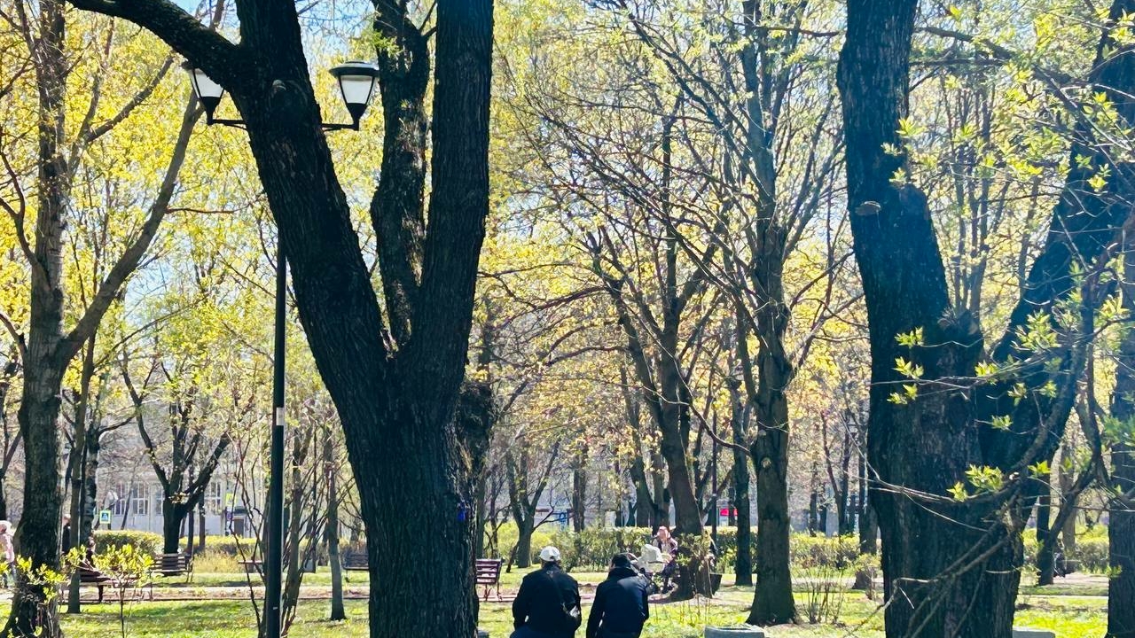 Треть Петербурга планируют покрыть зелеными насаждениями