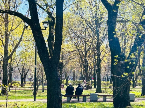 Треть Петербурга планируют покрыть зелеными насаждениями