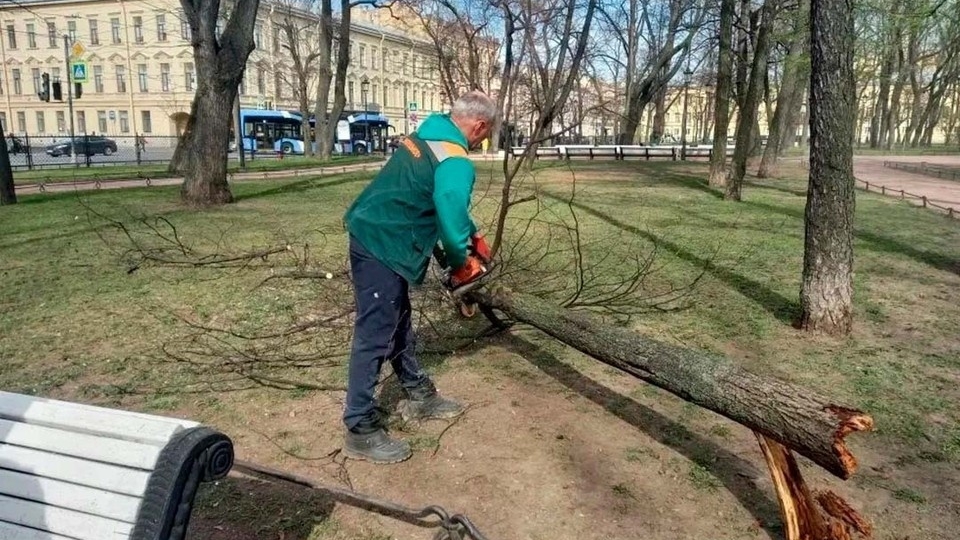 На улицах и в садах Петербурга ураган свалил пять деревьев