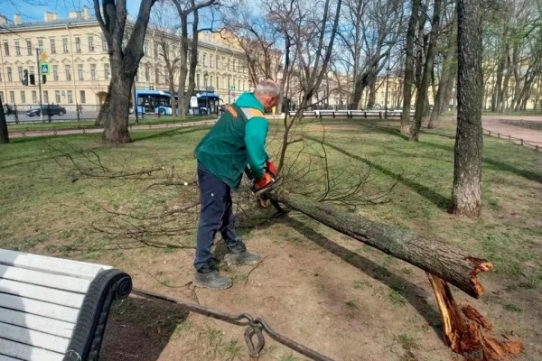 На улицах и в садах Петербурга ураган свалил пять деревьев