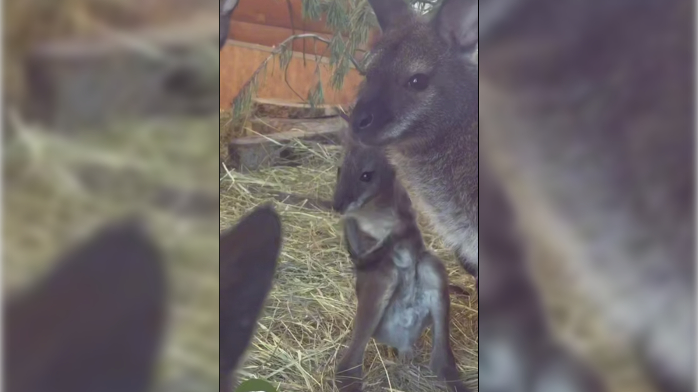 В Ленинградском зоопарке показали маленьких кенгурят