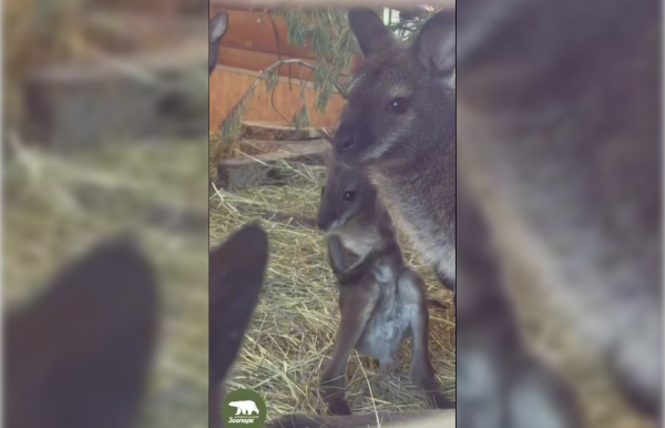 В Ленинградском зоопарке показали маленьких кенгурят
