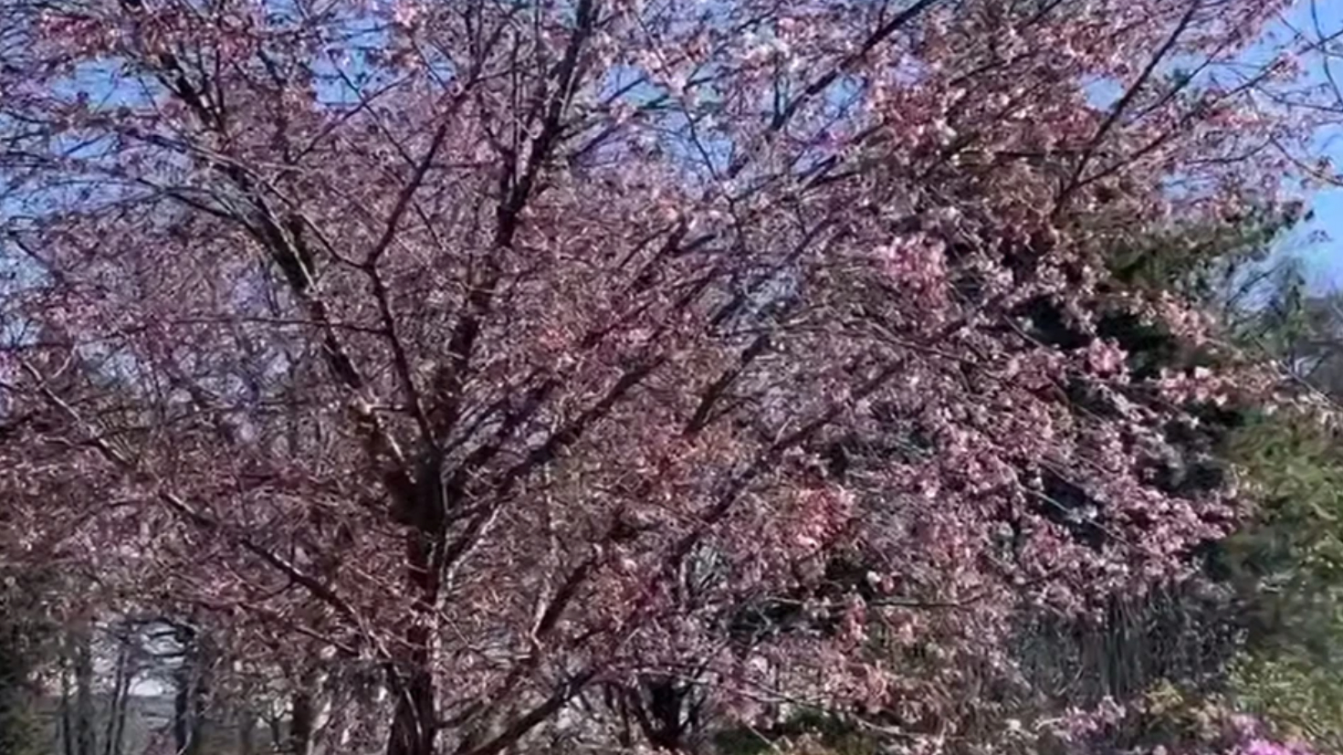 В петербургском ботаническом саду зацвела сакура