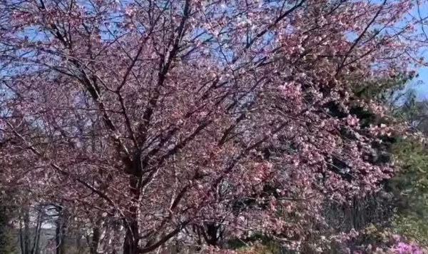 В петербургском ботаническом саду зацвела сакура