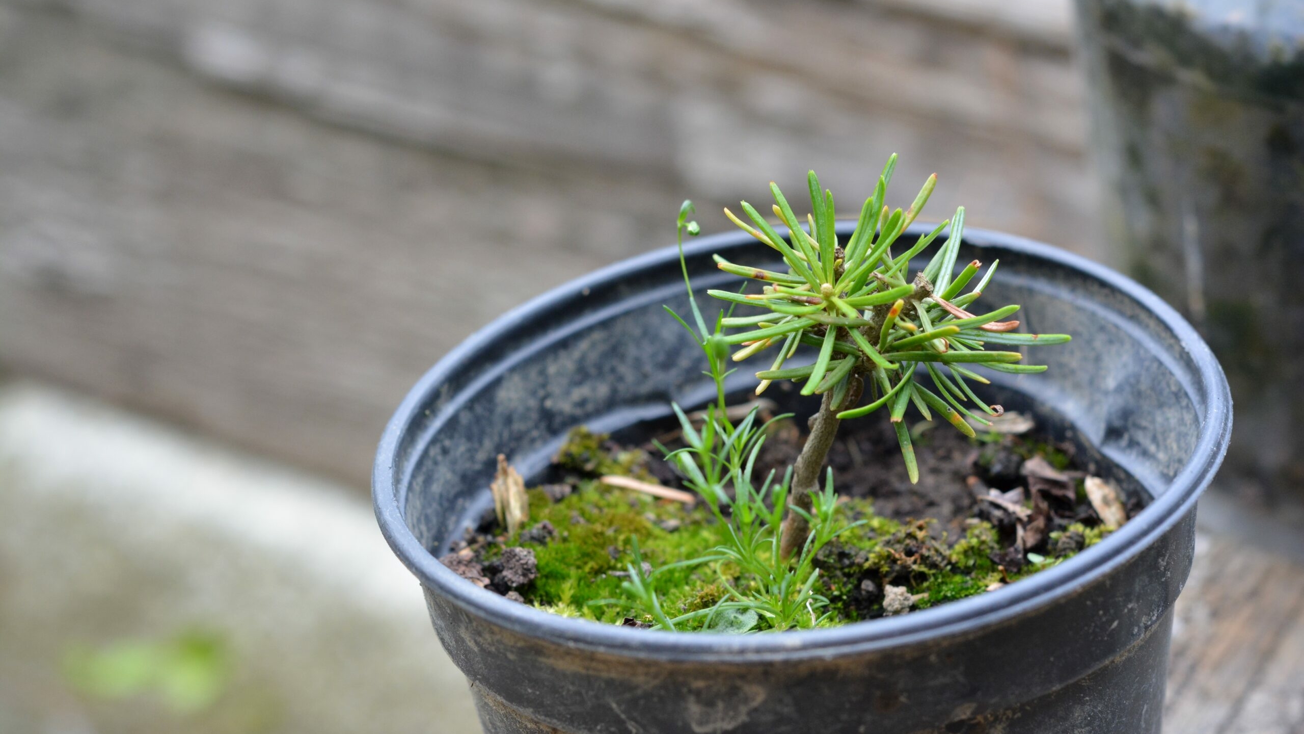 В Петербурге планируют посадить 10 тысяч елей и сосен