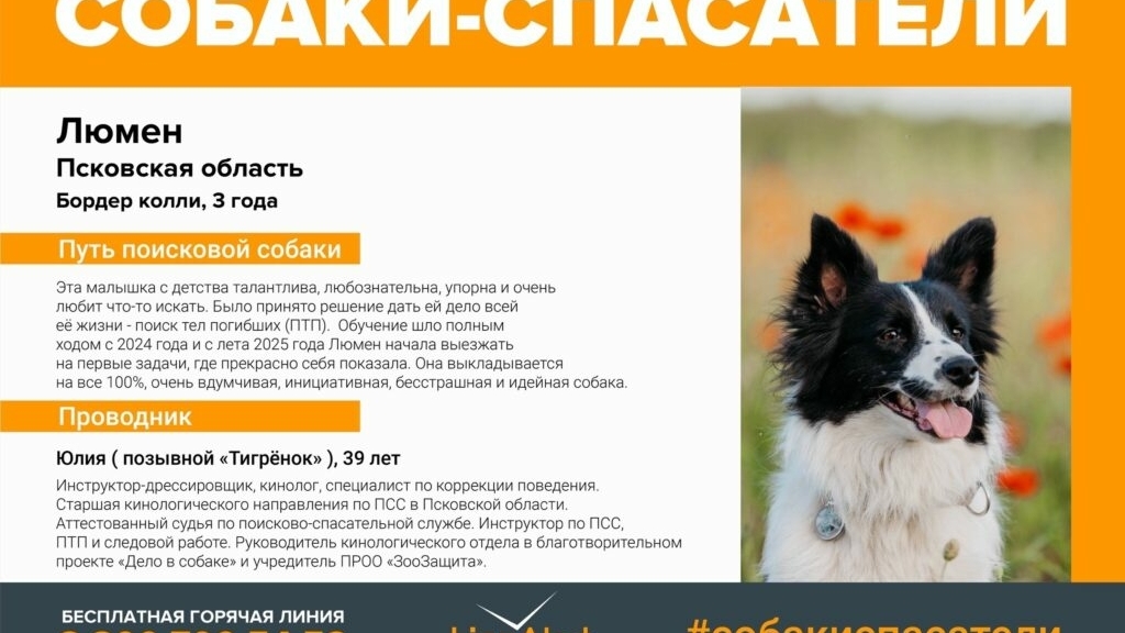 Под Псковом застрелили собак Люмен и Бэсти из отряда «ЛизаАлерт»