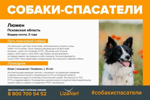 Под Псковом застрелили собак Люмен и Бэсти из отряда «ЛизаАлерт»