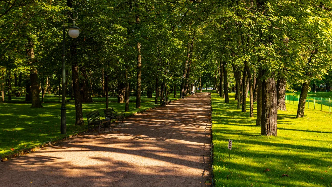 В центре Петербурга появится лиственная аллея к ПМЭФ-2026